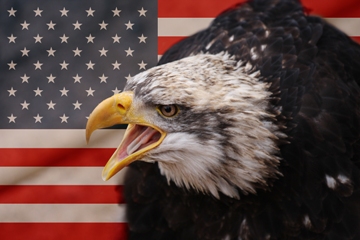 This dramatic photo of an eagle "defending" the American flag ... a marvelous representation of Homeland Security - was actually taken by a photographer from the Netherlands.